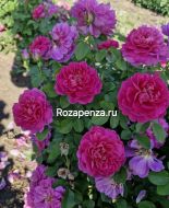 Сангрия