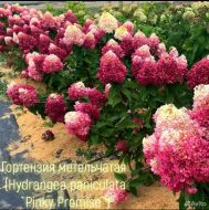 Гортензия метельчатая Пинк Промизе