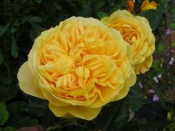 100 идей сада / Golden Zest (JACbelgo, 100 Idees Jardin, Continued Friendship, Sweet Caitlin, Sweet Kathleen)